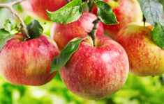 “1 quả táo bao nhiêu calo? Ăn táo giúp giảm cân đúng không?